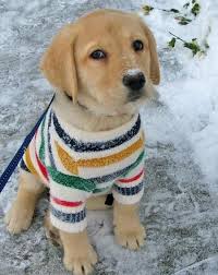 On Vous Dit Pourquoi Vous Ne Devriez Jamais Adopter De Labrador Bebe Chien Toutous Manteau Pour Chien