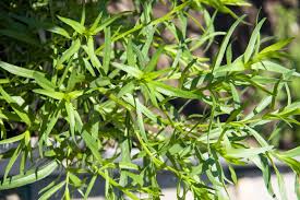 While the leaves of anise have a slight licorice scent, the plant is grown primarily for its seeds, which have a much stronger flavor and are often used. Real Food Encyclopedia Tarragon Foodprint