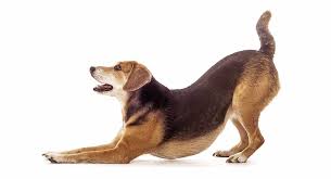 Standard, bronze, silver, gold, and platinum. Dachshund Beagle Mix Breed Information A Guide To The Doxle Dog