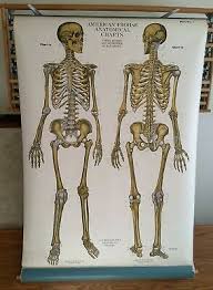 1918 Skeletal Frohse Anatomical Chart Human Skeleton Front
