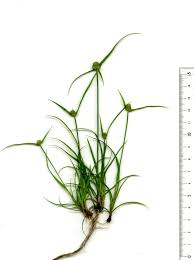 Image result for Kyllinga pumila