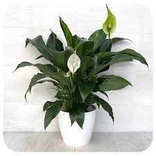 Image result for Spathiphyllum