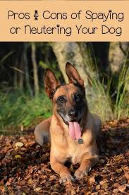 Pros And Cons Of Spaying Or Neutering Your Dog Neutering Dogs Dog Spay Dogs