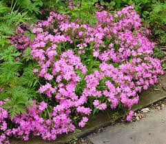Image result for Silene