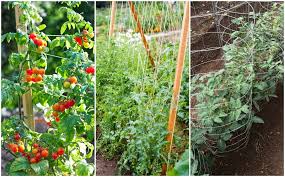 Extending the growing season in many great lakes states' gardens is essential if quality vegetables and seed are to be successfully grown. 38 Tomato Support Ideas For High Yielding Tomato Plants