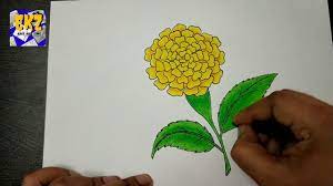 The flowers are two inches wide and come in gold, flame, and orange hues. How To Draw Marigold Flower Marigold Flower Drawing Easy Marigold Flower Drawing Step By Step Youtube