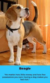 Beagle Dog Beagleclub Beagles Colors Beagle Dogs Bulldog Breeds