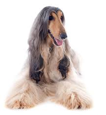 A to z small dog breed list. Top 10 Long Haired Dogs