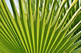 This palm is typically found along river banks and likely got its name due to its majestic quality. How To Prune And Propagate Your Majesty Palm Houseplant Resource Center