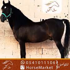 pin by إعلانات 5 نجوم فالك طيب on حصان in 2021 horses animals