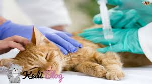 Erkek Kedilerde Kizginlik Donemi Hakkinda Hersey Kedi Blog