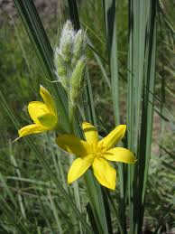 Image result for Hypoxis angustifolia