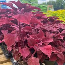 Image result for Coleus hereroensis