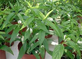 As syirah pakar rawatan hati. Belalai Gajah Penyembuh Kencing Manis Darah Tinggi Postingan Facebook