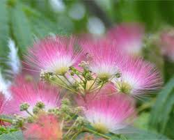 Image result for Albizia