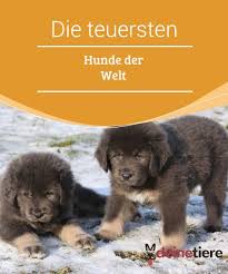 Die Teuersten Hunde Der Welt Wie Sie Heissen Und Wie Viel Sie Kosten Teure Hunde Teuerster Hund Der Welt Hunderassen