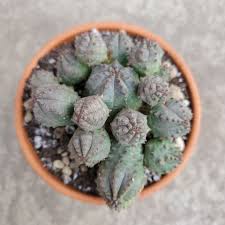 Image result for Euphorbia pseudopetiolata