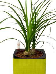 The most common mistake made with these plants is overwatering. Ponytail Palm Side Shoots Removing Pups From Ponytail Palms