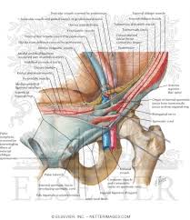 Diagram of groin area / groin muscles diagram koibana info. Inguinal Canal And Spermatic Cord The Adult Inguinal Region