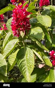 Image result for Justicia carnea