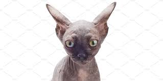 Sad Bald Sphynx Kitten Cat On Whit High Quality Animal Stock Photos Creative Market