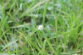 Image result for Kyllinga