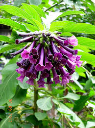 Image result for Iochroma