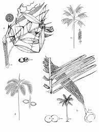 Image result for Rhytachne subgibbosa