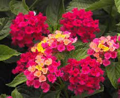 Lantana Plant How To Grow And Care For Lantana Flowers Beautiful Flowers Garden Lantana Camara Container Gardening Flowers