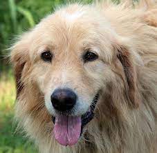 Fluffy golden retriever puppies price. Bear My Great Pyrenees Golden Retriever Mix Imgur M5x Eu Golden Retriever Big Fluffy Dogs Big Fluffy Dog Rescue