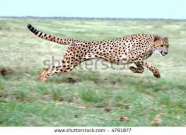 Running Wild Animal Stock Photography Animals Animals Wild Big Animals
