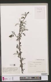 Image result for Pouzolzia mixta