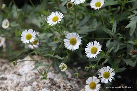 Image result for Erigeron karvinskianus