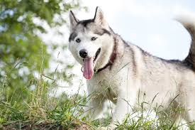This will require buying more dog food for some time. What Is The Best Dog Food For Your Siberian Husky Dog Food Insider
