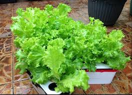 Berikut ini beberapa ide tanam sayur di dalam ruangan rumah beserta seledri adalah sayuran yang juga pas untuk ditanam di dalam ruangan. Inilah Beberapa Cara Menanam Sayuran Di Pekarangan Rumah Bibit Online