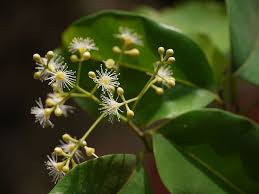 Image result for Syzygium komatiense