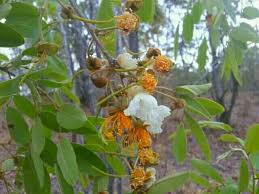 Image result for Bobgunnia madagascariensis