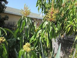 Maybe you would like to learn more about one of these? Ataulfo Mango In Northern California General Fruit Growing Growing Fruit
