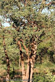 Image result for Securidaca longepedunculata