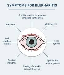 Image result for Blepharis bainesii