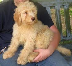 Top bloodlines · world class pedigrees · 3 year health warranty Goldendoodle Puppies For Sale In Conroe Texas Classified Americanlisted Com
