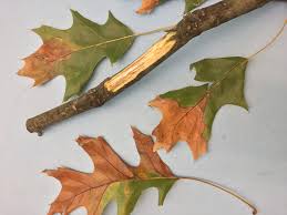 We did not find results for: Oak Wilt In Indiana Purdue Landscape Report