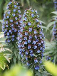 notre journee en famille sur l ile de batz jardin exotique ile de batz exotique