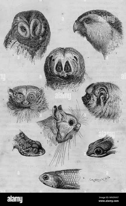 Night creatures species Vintage engraved illustration. Published in  magazine in 1900 Stock Photo - Alamy