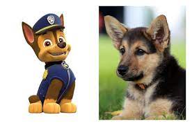 Paw patrol is a canadian animated television series which revolves around the life and adventures of six rescue dogs and their captain ryder. Which Member Of The Paw Patrol Is Right For Your Family Petguide