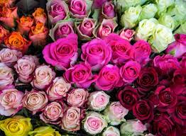 Roses, lilies, orchids, tulips, sunflowers, irises, carnations Rouvalis Flowers Gardens Boston S Luxury Florist Offering Flower Delivery Plants Garden Design And Weekly Floral Stay Connected With Rouvalis Flowers Gardens Blog Rose Color Meanings