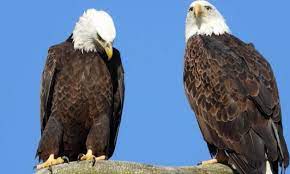 Eagles security is a private security services provider. Eagles The Worshipped Bird Of Prey Of The Ancient Civilizations Egypttoday