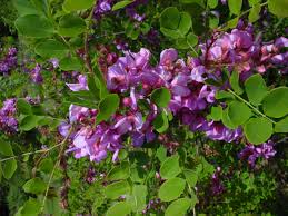 Image result for Rhynchotropis