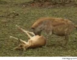 Cheetah And Hyena Fight Over A Dead Deer Until Meme Guy This meme hits on the heart of why friendship is so cool. hyena fight over a dead deer until