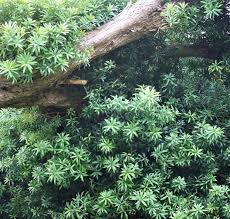 Image result for Afrocarpus usambarensis